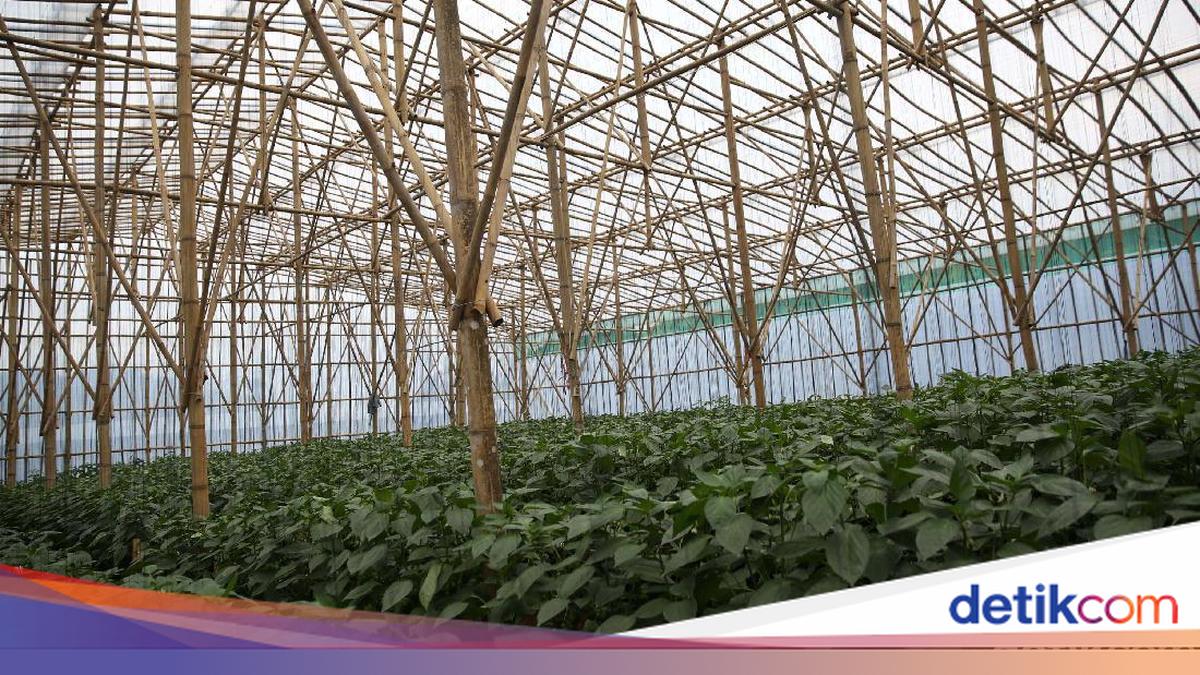Green House One$ : Jantung Hiburan Keluarga di Cilacap